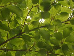 Zweige mit grünem Laub, Buche, Halbclose