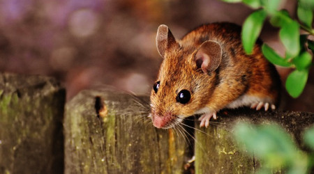 Maus auf Holzpfosten (Symbolbild)